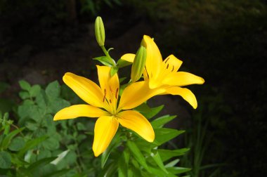 Sarı Zambak çiçeği