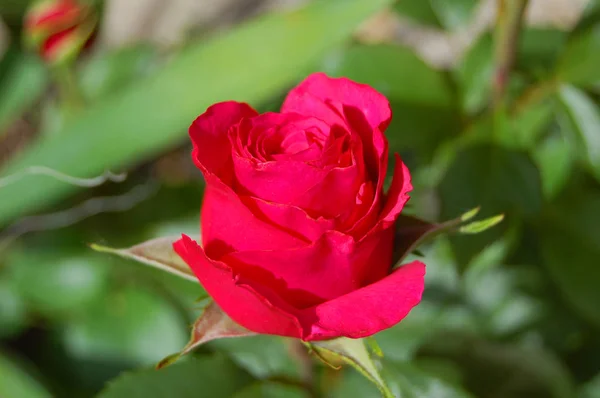 Beautiful rose flower — Stock Photo, Image