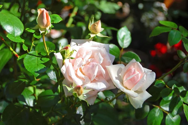 Hermosa flor de rosa —  Fotos de Stock