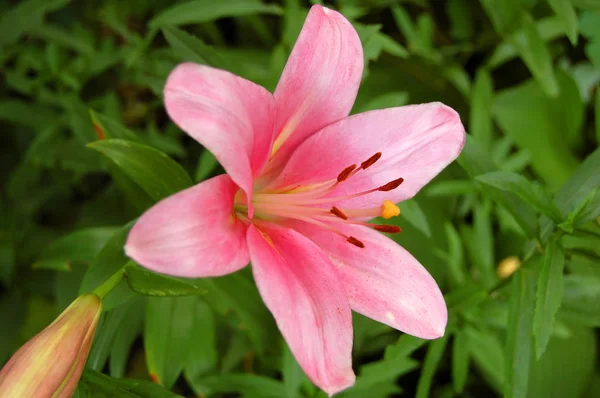 Pink lily květina — Stock fotografie