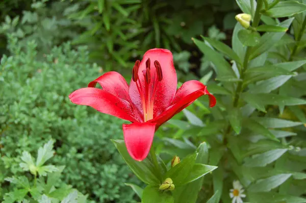 Red lily flower — Stock Photo, Image