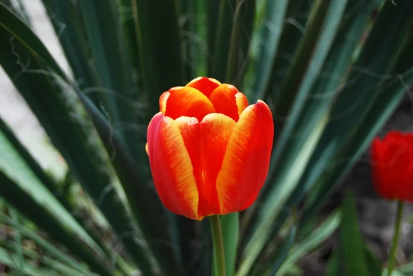 Linda flor de tulipa — Fotografia de Stock