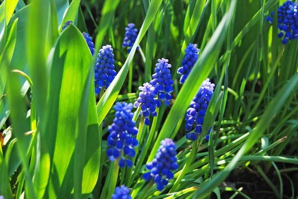 Puple hyacinth blomma — Stockfoto