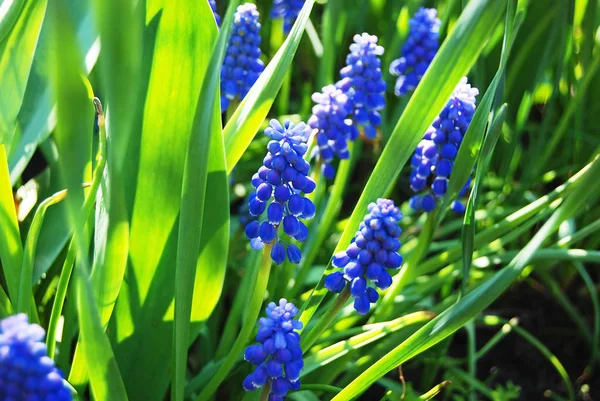 Puple hyacinth blomma — Stockfoto