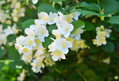 Güzel Yasemin çiçeği