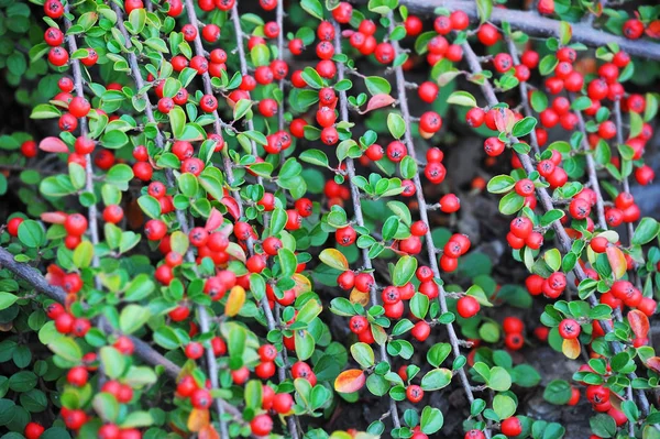 Horizontalis φυτών του Cotoneaster — Φωτογραφία Αρχείου