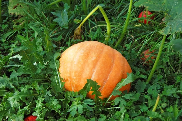 Pumpkin in garden-bed — Stock Photo, Image