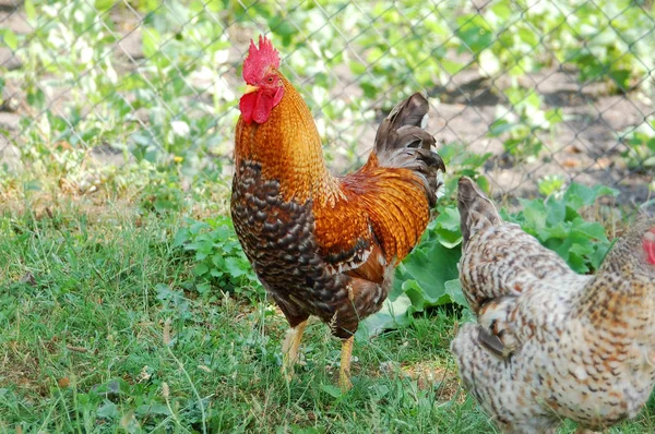 Hermoso gallo y gallina — Foto de Stock