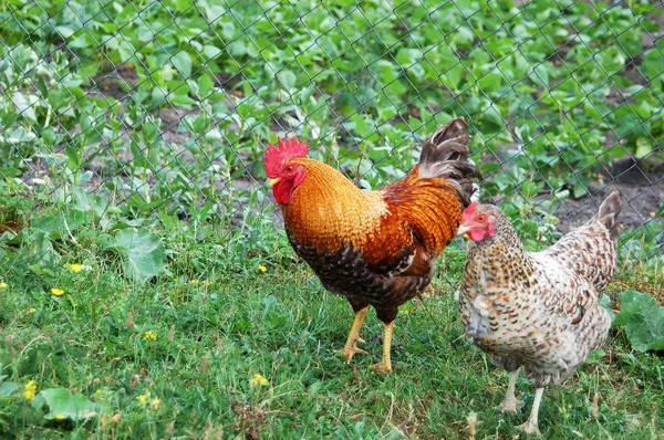 Beautiful rooster and hen — Stock Photo, Image