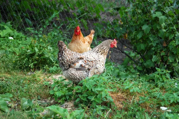 Beautiful rooster and hen — Stock Photo, Image