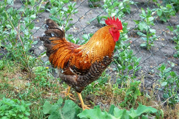 Beautiful rooster in grass — Stock Photo, Image