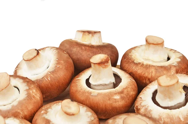 Champignon (True mushroom) — Stock Photo, Image