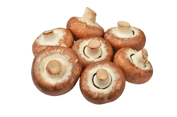 Шампиньон (Настоящий гриб) ) — стоковое фото