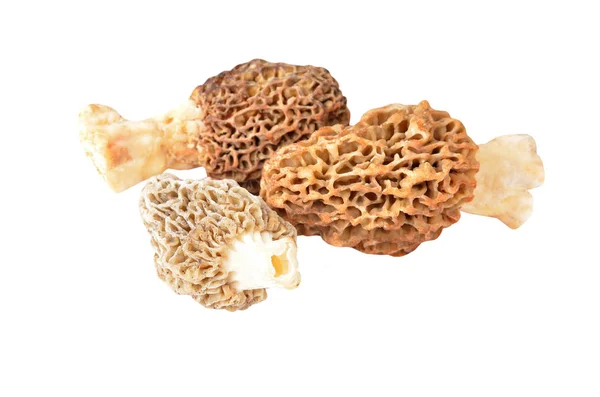 Morchella esculenta houby — Stock fotografie