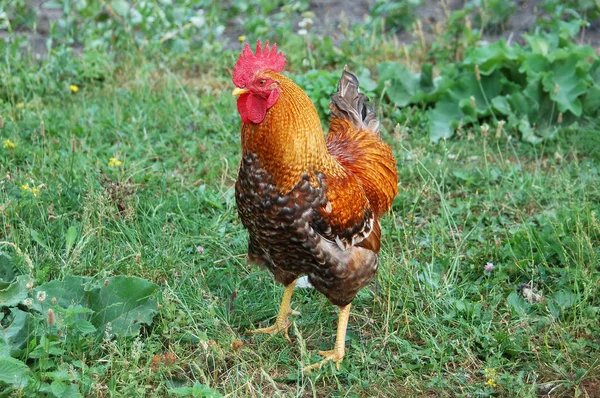 Beautiful rooster in grass — Stock Photo, Image