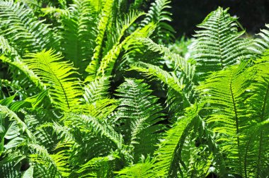 Fern eğreltiotu yaprakları