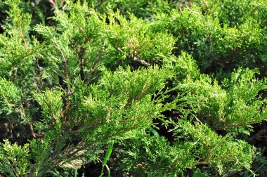 Yeşil Chamaecyparis bitki