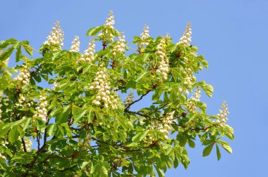 Bahar (Castanea sativa) kestane çiçek çiçek