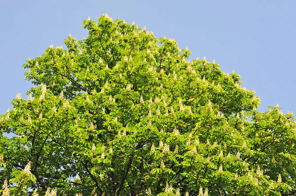 Flor de castanheiro (Castanea sativa) — Fotografia de Stock