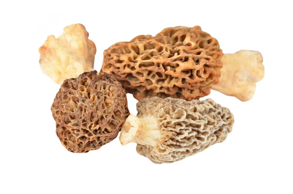 Morchella esculenta houby — Stock fotografie