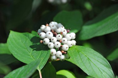 Symphoricarpos albus Blake (snowberry)