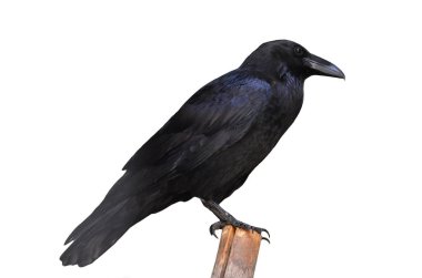 Raven on log clipart