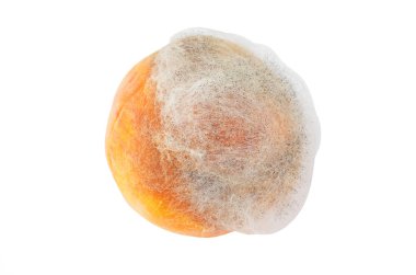 Beyaz kalıp şeftali