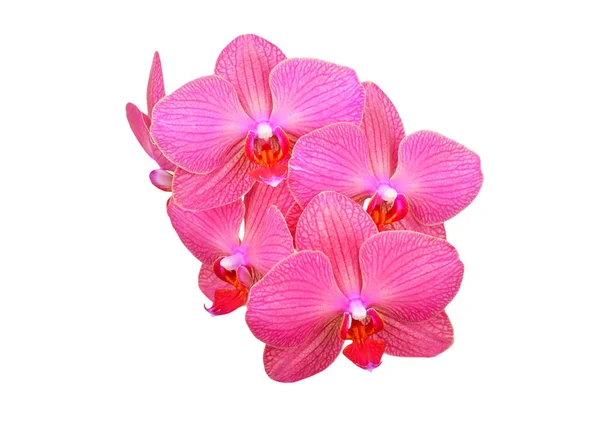 Pink orchid flower — Stock Photo, Image