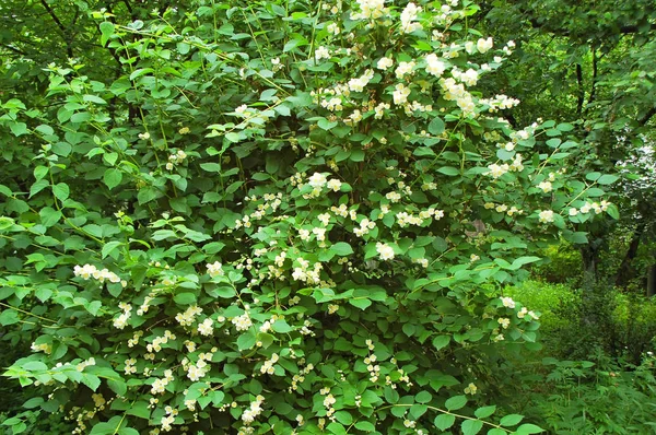 Mooie jasmijn bloem — Stockfoto