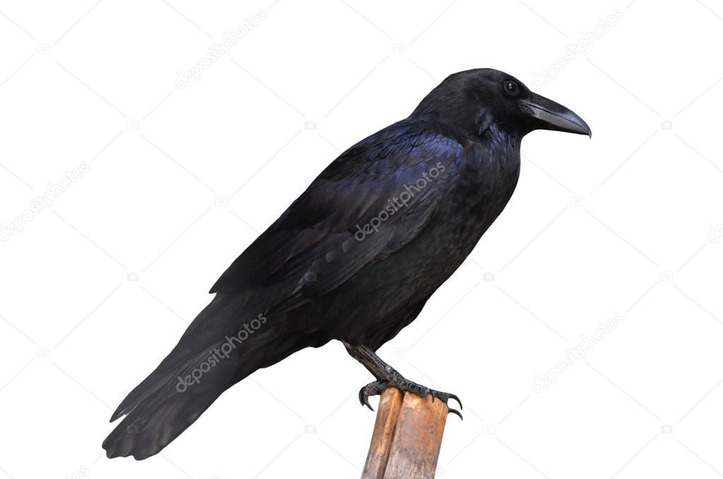 Raven on log