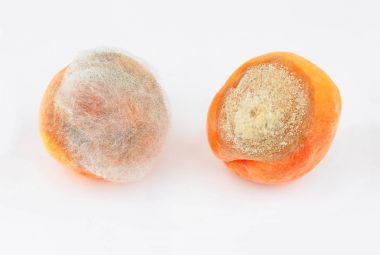 Beyaz kalıp şeftali