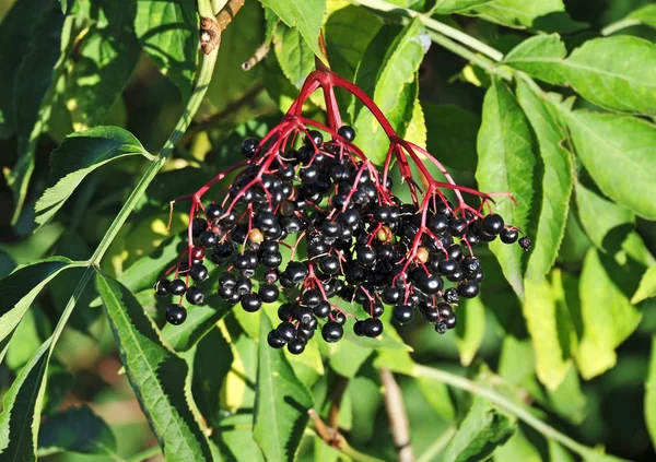 Elderberry on branch — Stock Photo, Image