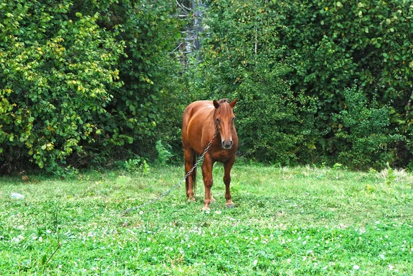 牧草地に馬 — ストック写真