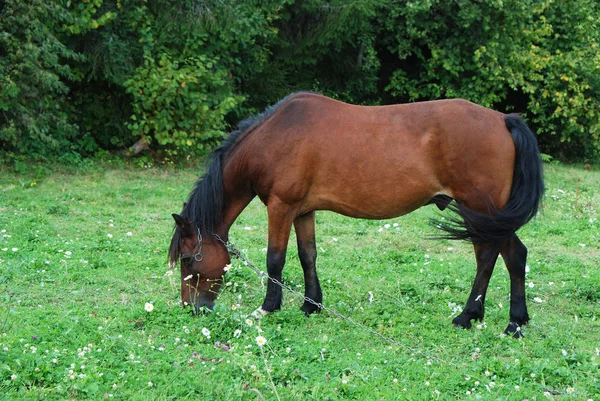 Horse in pasture — Stock Photo, Image