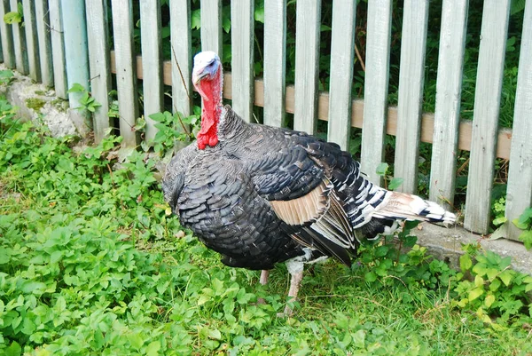 Turkey cock on yard — Stock Photo, Image