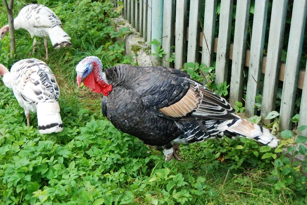 Turkey cock on yard — Stock Photo, Image