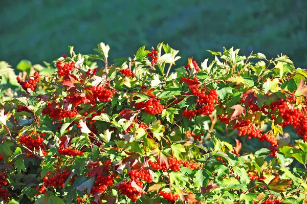 Some ripe viburnum on branch — Stock Photo, Image