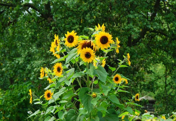 Sunflower (Helianthus) plant — Stock Photo, Image