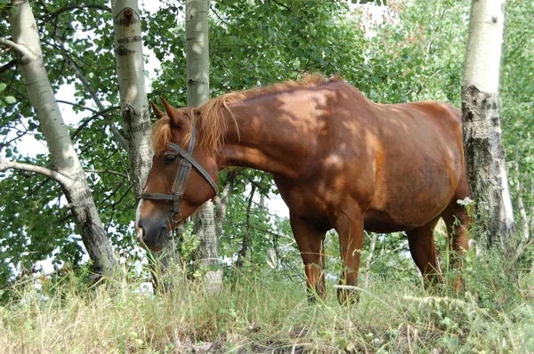 Cavalo em pasto — Fotografia de Stock