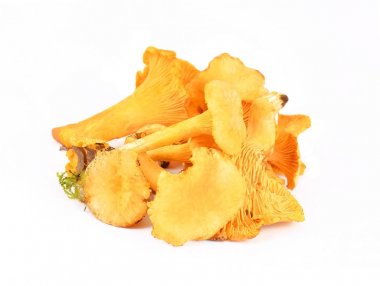 Cantharellus cibarius mantar beyaz