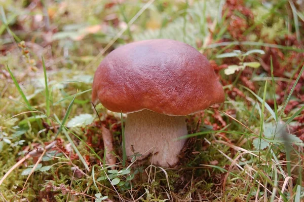 Boletus edulis houby v lese — Stock fotografie