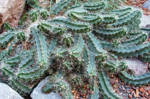 サボテン岩の上の植物 — ストック写真