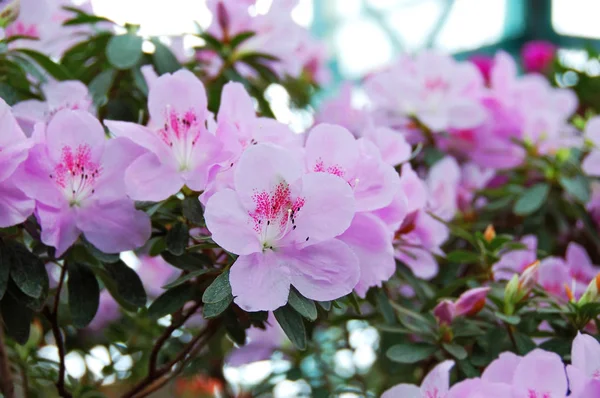 Azálea (Rhododendron molle. Blume. ) — Fotografia de Stock