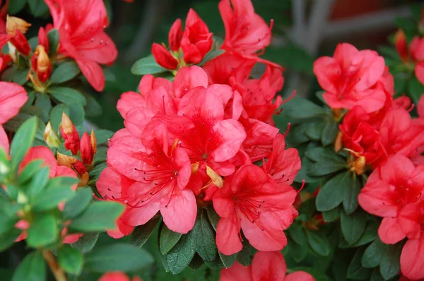 Azálea (Rhododendron molle. Blume. ) — Fotografia de Stock