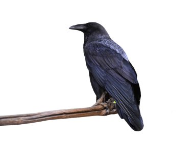 Raven on log clipart
