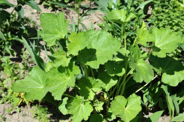 Malva flowerbed içinde