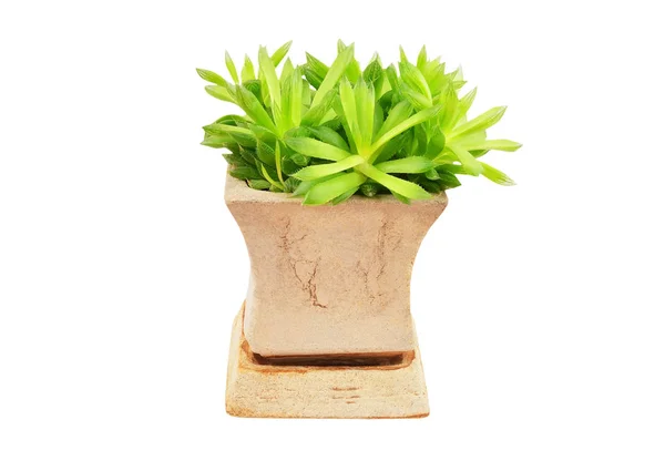 Suckulent växt Haworthia cooperi. — Stockfoto