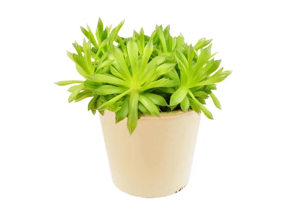 Suckulent växt Haworthia cooperi. — Stockfoto