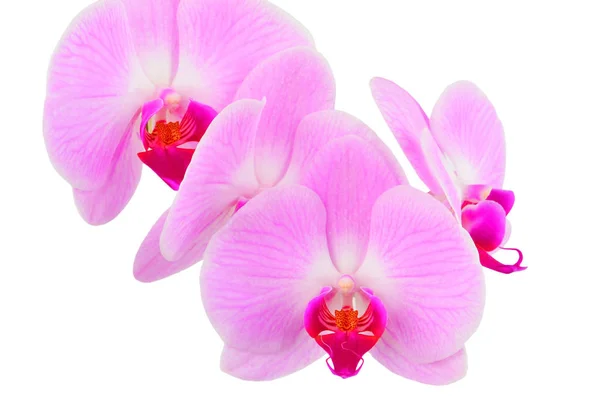 Pink orchid flower — Stock Photo, Image