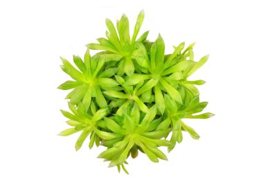 Etli bitki Haworthia cooperi